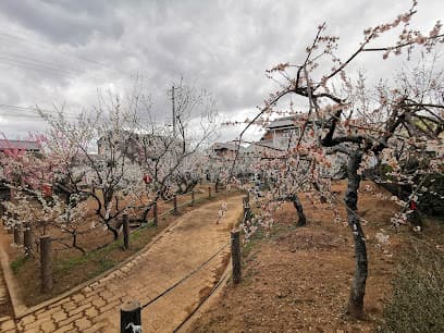新開臥竜梅公園